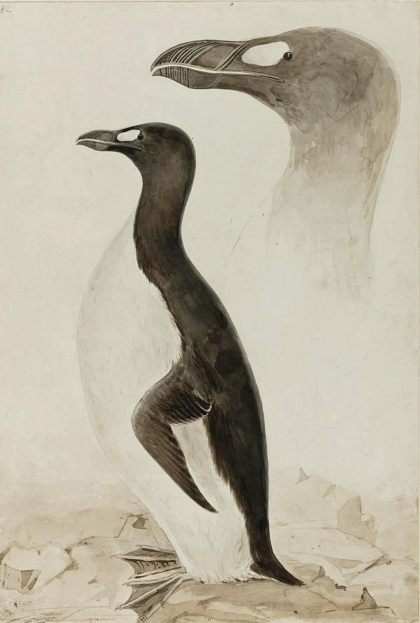 Great Auk. Pinguinus impennis Drawing by Edward Lear
