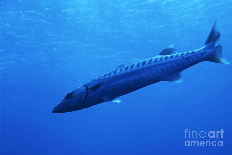 Animal Photograph - Great Barracuda swimming near Elphinstone Reef in the Red Sea by Sami Sarkis