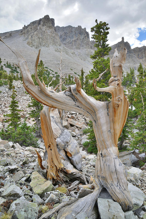 Great Basin Bristlecone Loop Trail Photograph by Ray Mathis