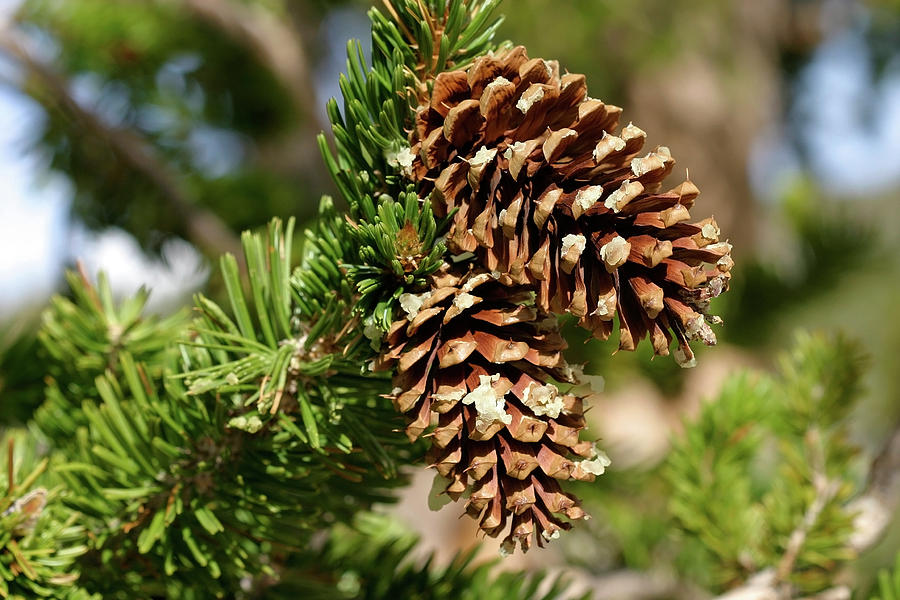 Great Basin Bristlecone Pine Cones, Great Basin National Park, Nevada ...