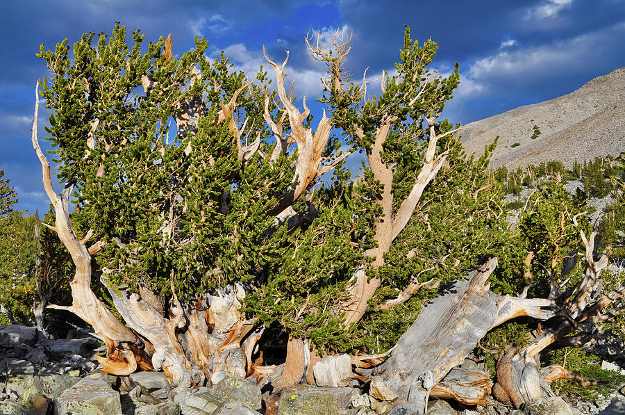 Great Basin Bristlecone Pine Landscape Photograph by Kyle Hanson