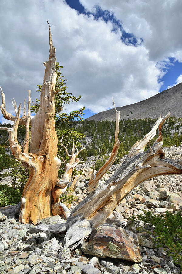 Great Basin Bristlecone Pines Photograph by Ray Mathis
