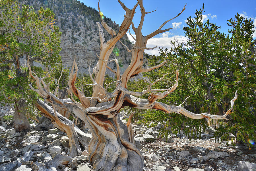 Great Basin NP Photograph by Ray Mathis