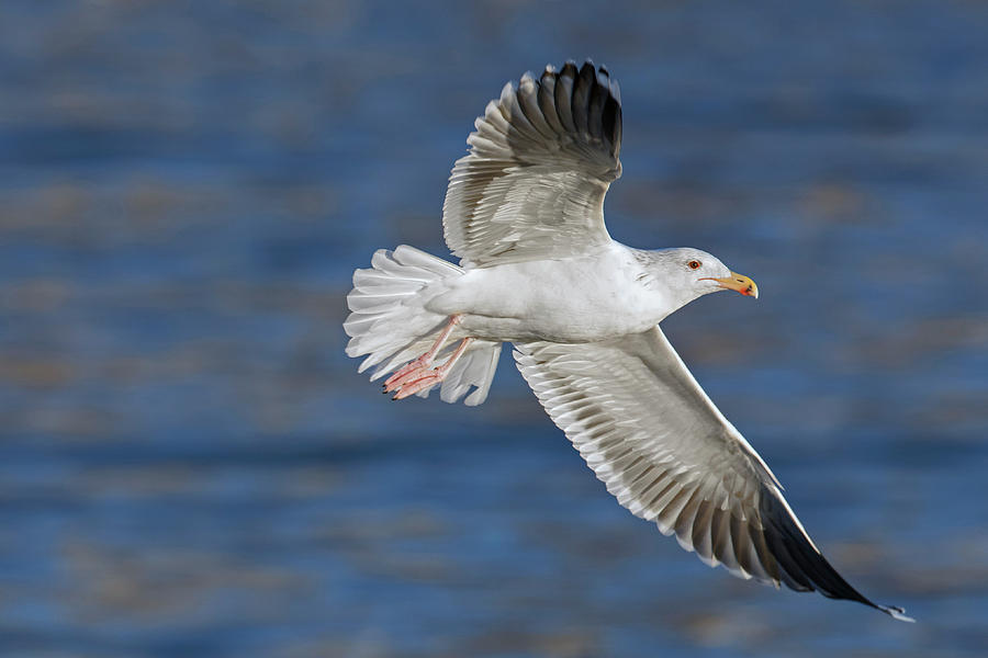Great black-backed gull Photograph by Arterra Picture Library