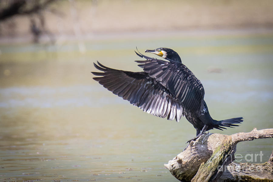 Great black cormorant drying after fishing Photograph by Jivko Nakev