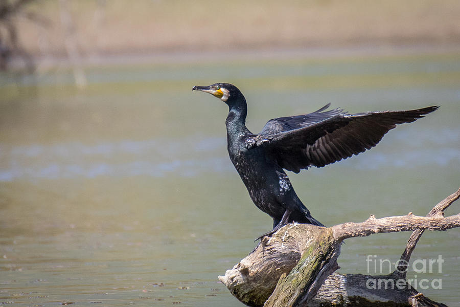 Great black cormorant drying wings after fishing Photograph by Jivko Nakev