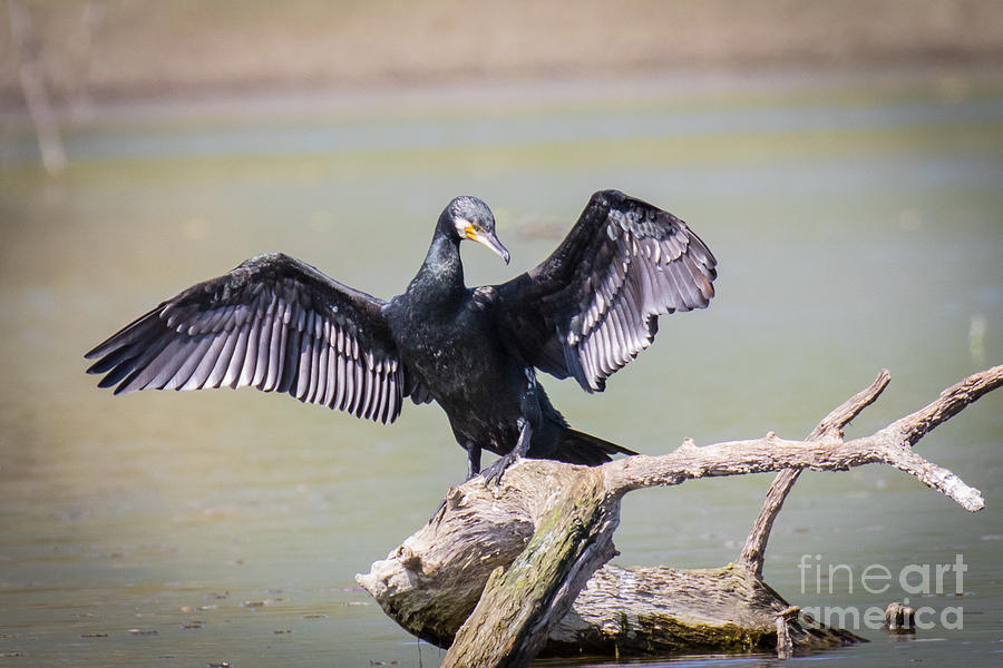 Great black cormorant drying wings after fishing #1 Photograph by Jivko Nakev