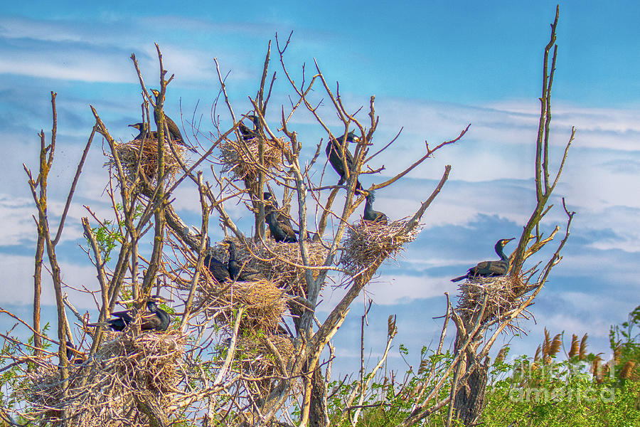 Great Black Cormorants Colony - Danube Delta Photograph by Jivko Nakev