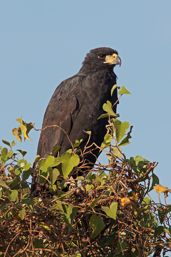 Great Black Hawk In Bush Photograph