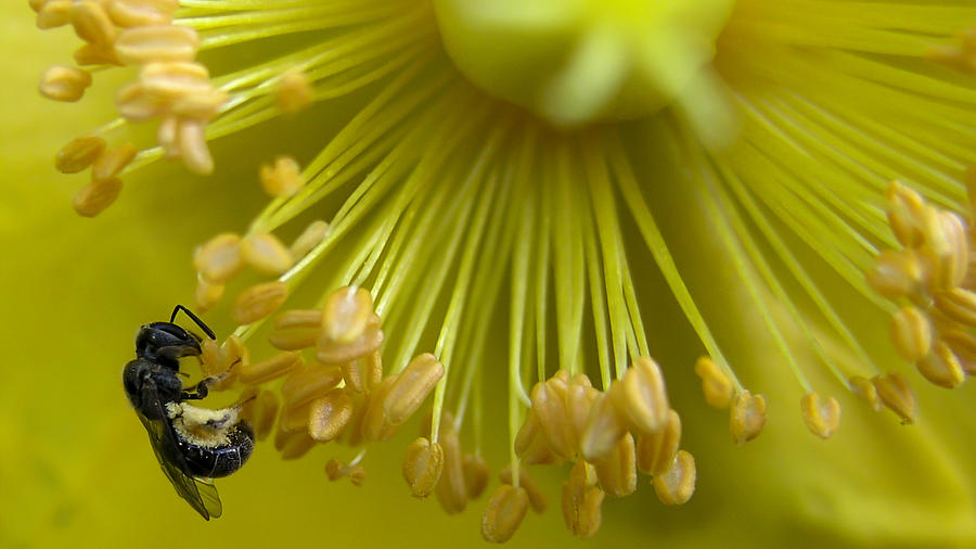 Wasp Photograph - Great Black Wasp by Alfredo Cinco