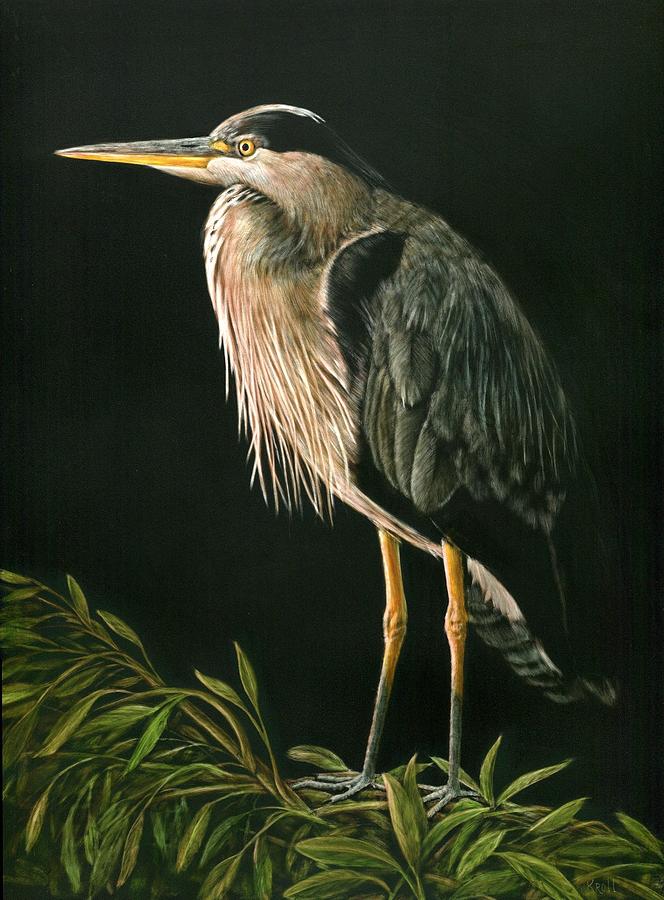 Great Blu Heron Drawing by Sue Kroll Fine Art America