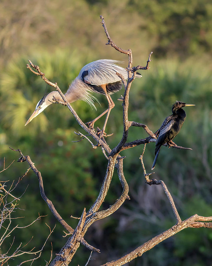 Great blue and Anhinga Photograph by Glenn Woodell