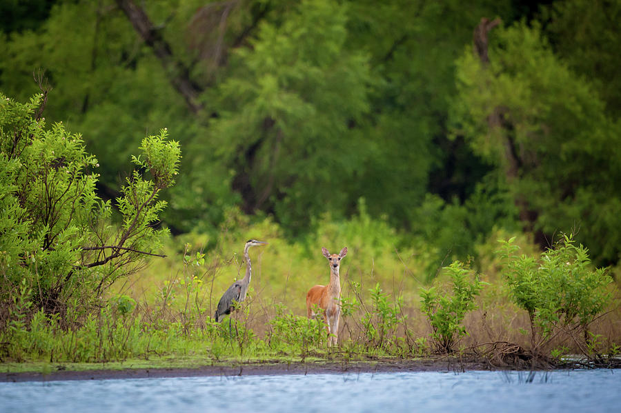 Great Blue and the Whitetail Photograph by Jeff Phillippi