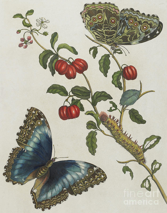 Great Blue Butterflies and Red Fruits Painting by Maria Sibylla Graff Merian