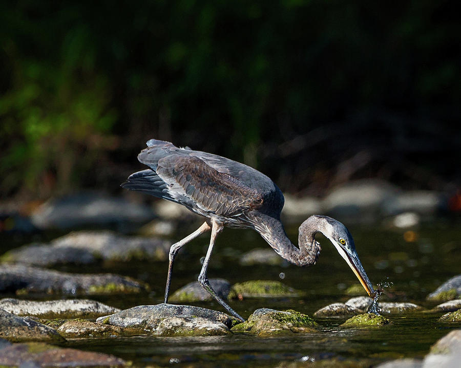 Great Blue Feeding Photograph by Bill Wakeley