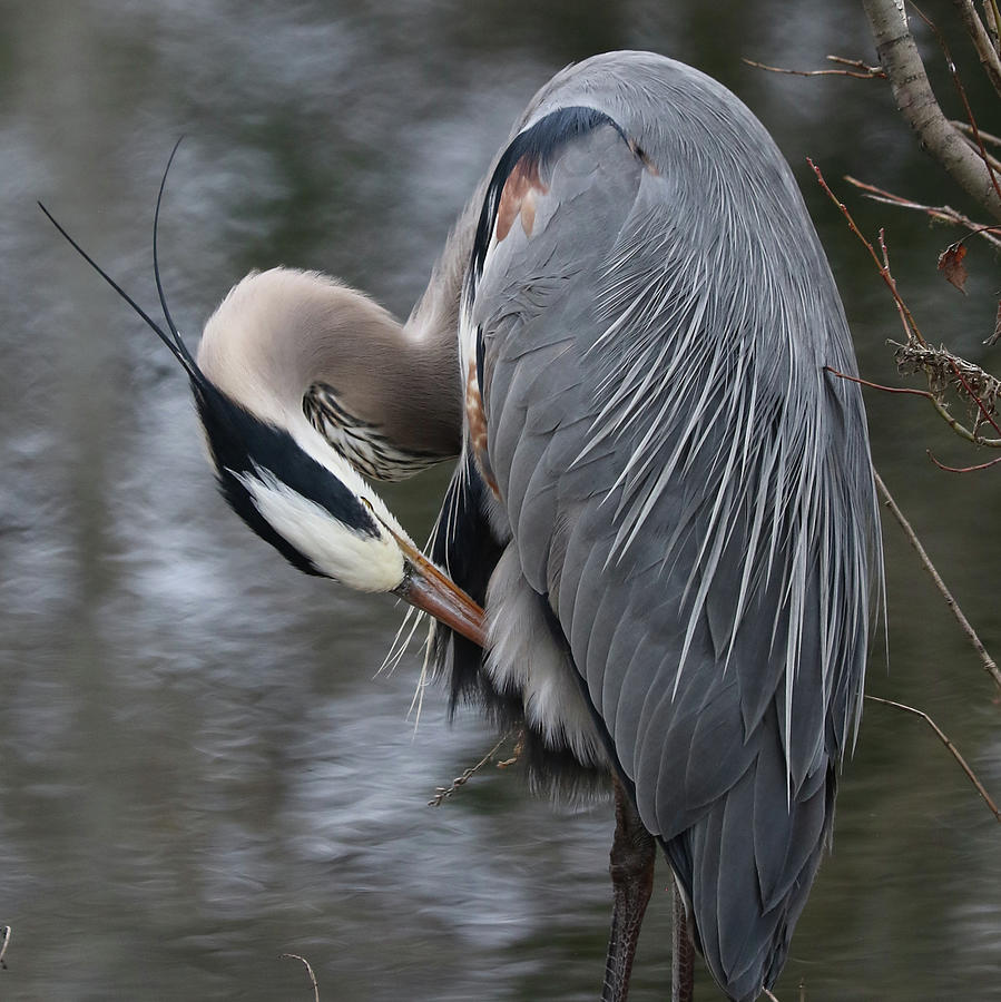 Great Blue Grooming Photograph by Doris Potter