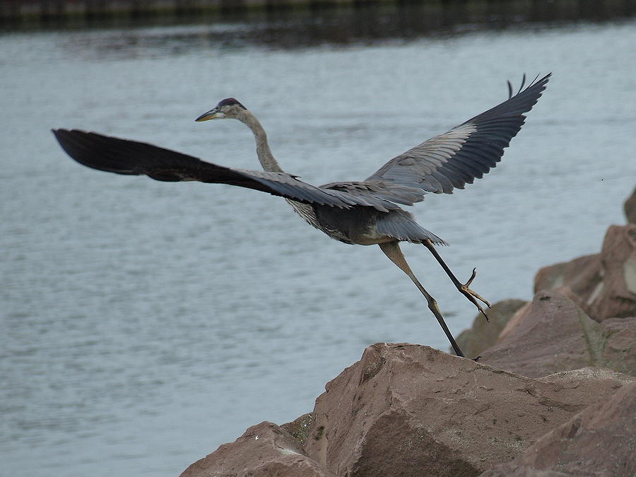 Great Blue Heron - 2 Photograph by Jeffrey Peterson