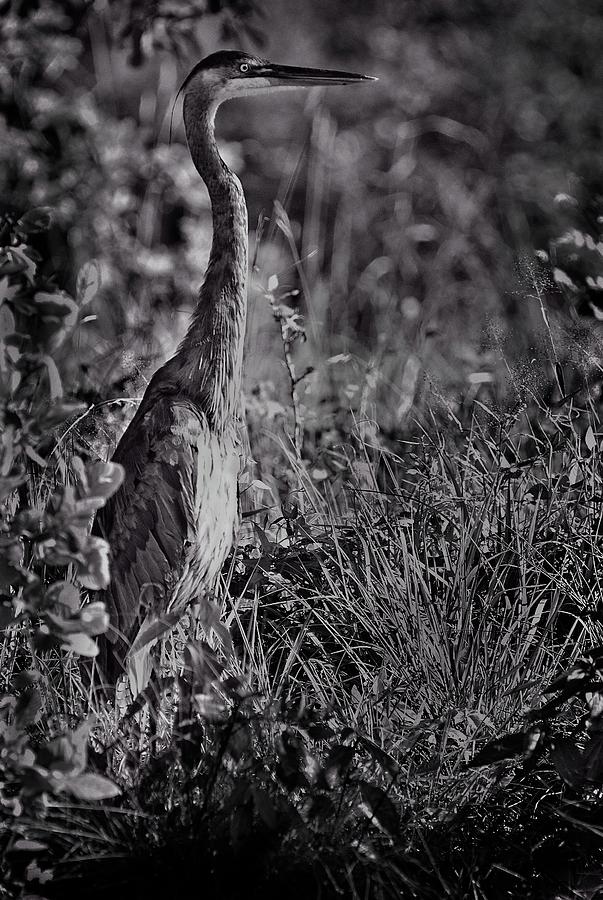 Great Blue Heron # 6 in Black and White Photograph by Matt Plyler ...