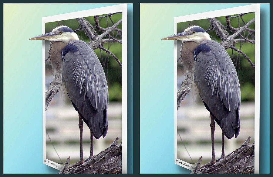 Great Blue Heron - Gently cross your eyes and focus on the middle image Photograph by Brian Wallace