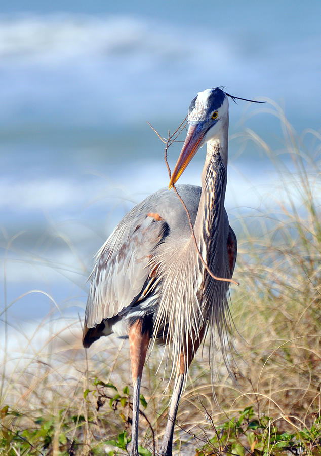 Great Blue Heron - Nesting Photograph by Rose  Hill