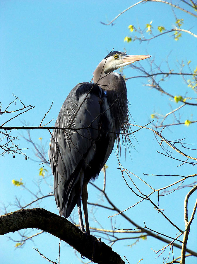 Great Blue Heron 001 Photograph by Christopher Mercer