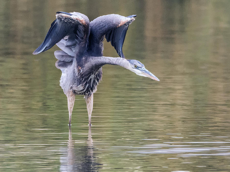 Great Blue Heron 0311-120517-1cr Photograph by Tam Ryan