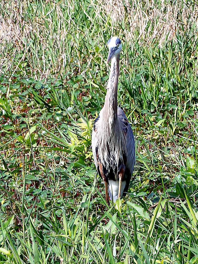 Great Blue Heron 039 Photograph by Christopher Mercer