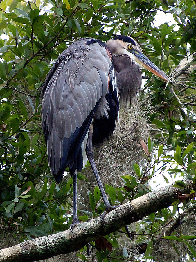 Great Blue Heron 045 Photograph by Christopher Mercer