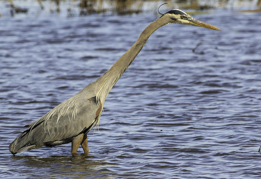 Great Blue Heron-1 Photograph by Brent Bordelon - Pixels