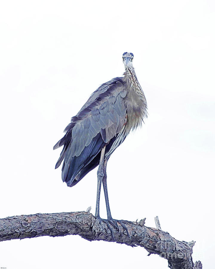 Great Blue Heron 1 Photograph by Lizi Beard-Ward