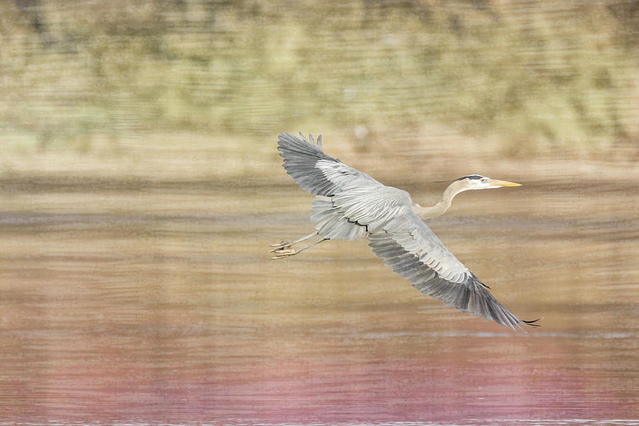 Great Blue Heron #1 - Search Photograph by Patti Deters