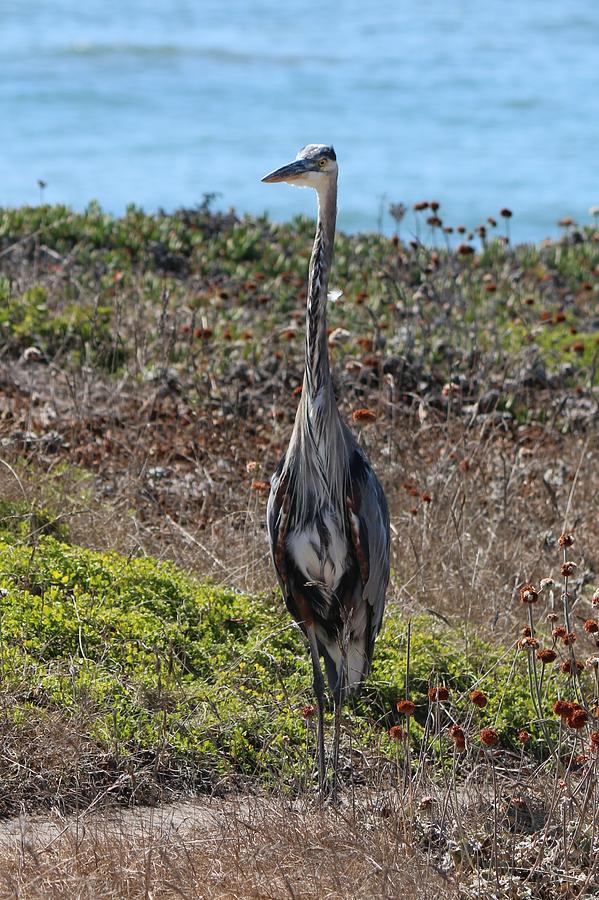 Great Blue Heron - 10 Photograph by Christy Pooschke