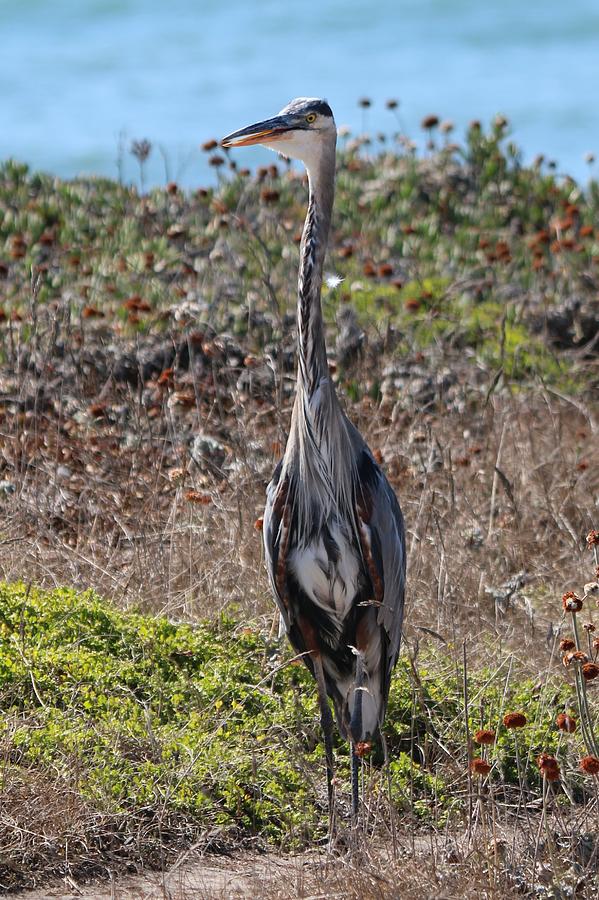 Great Blue Heron - 11 Photograph by Christy Pooschke