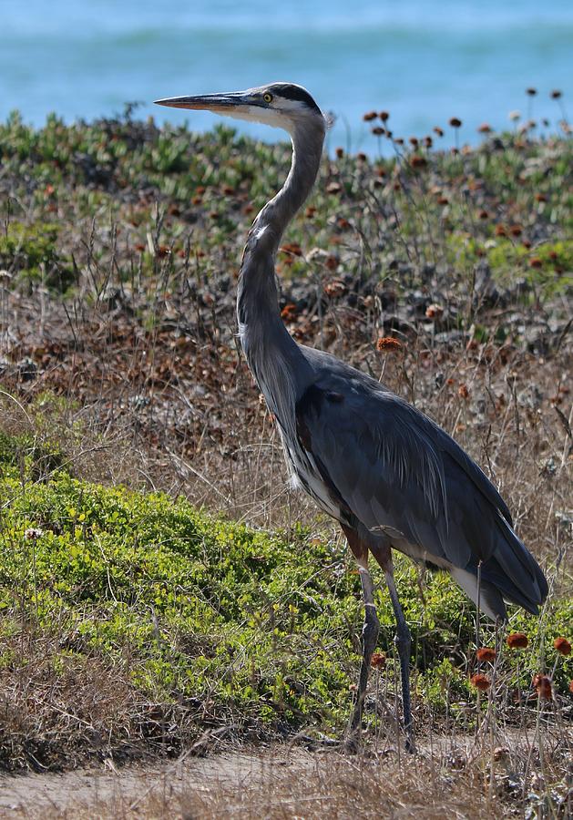 Great Blue Heron - 12 Photograph by Christy Pooschke