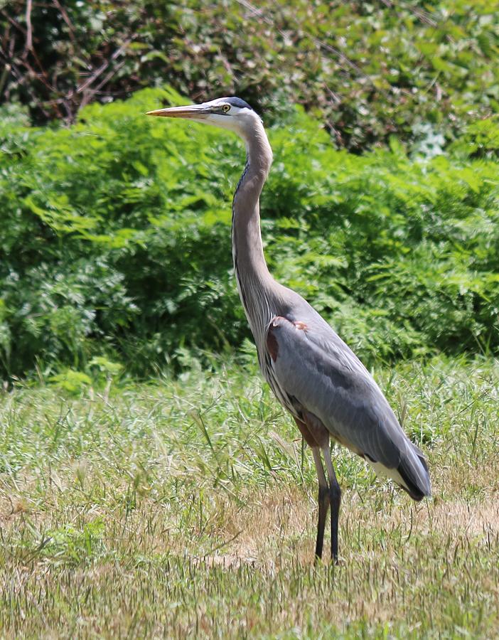 Great Blue Heron - 13 Photograph by Christy Pooschke