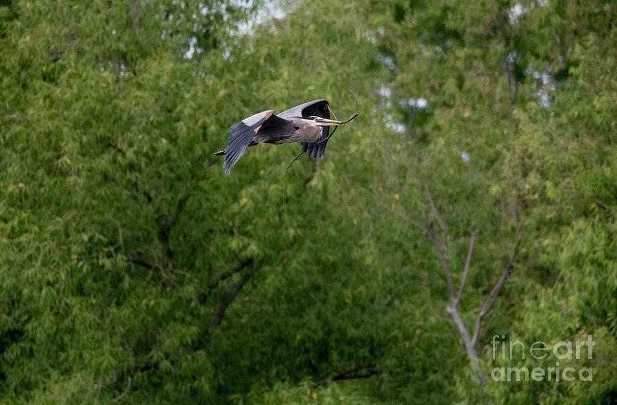 Great Blue Heron - 13 Photograph by David Bearden