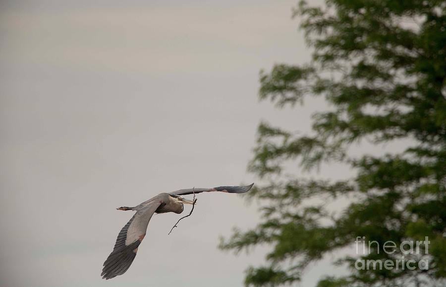 Great Blue Heron - 15 Photograph by David Bearden