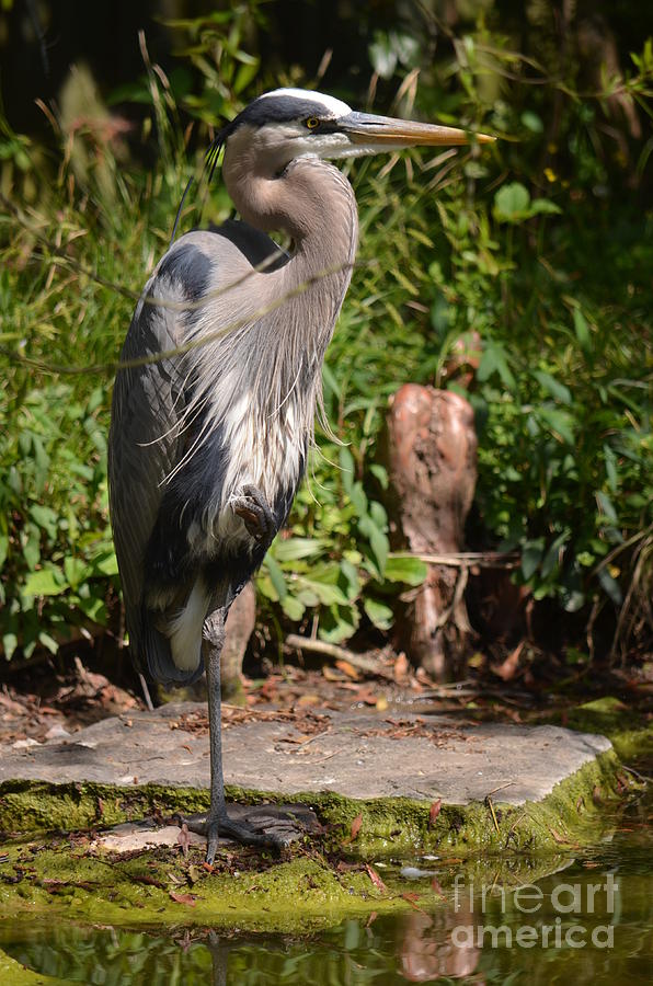 Great Blue Heron 16-01 Photograph by Maria Urso