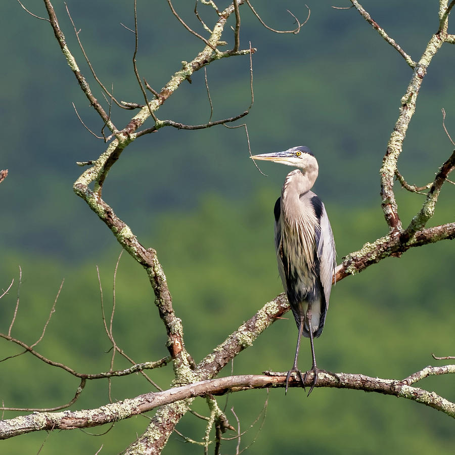 Great blue heron 2 Photograph by Bill Wakeley