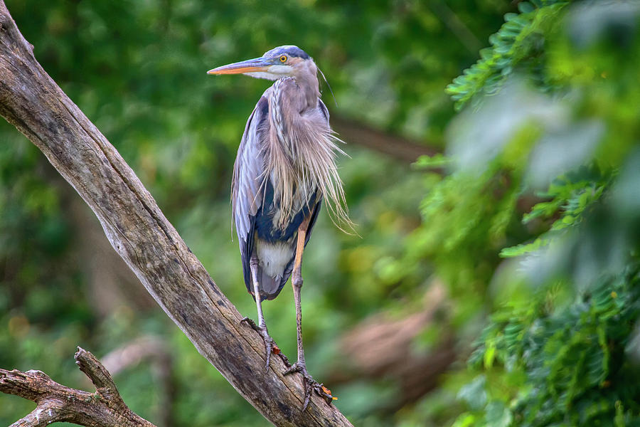 Great Blue Heron 2 Photograph by Gary Hall