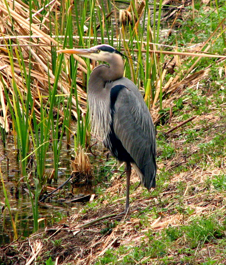 Great Blue Heron 2 Photograph by J M Farris Photography