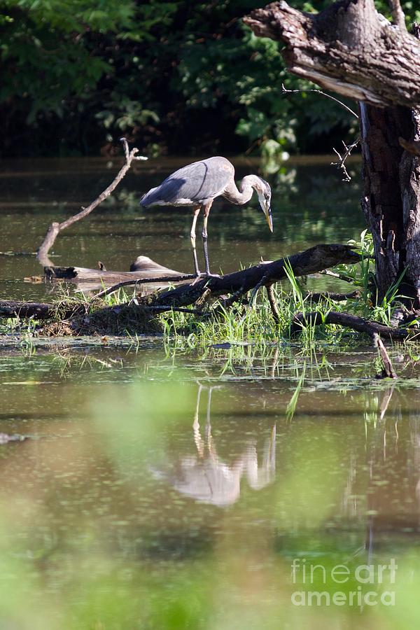 Great Blue Heron 2 Photograph By John Franke - Fine Art America