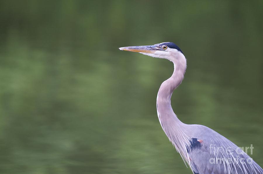 Heron Photograph - Great Blue Heron 2 by Miguel Celis