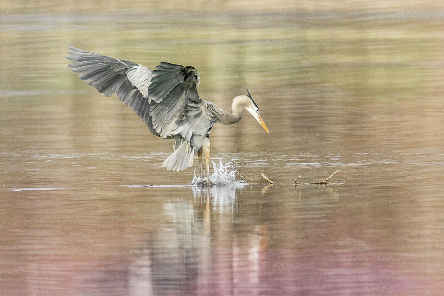 Great Blue Heron #2 - Pounce Photograph by Patti Deters
