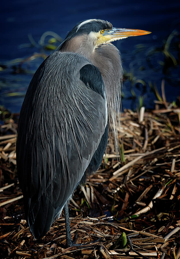 Great Blue Heron 2 Photograph by Randy Hall