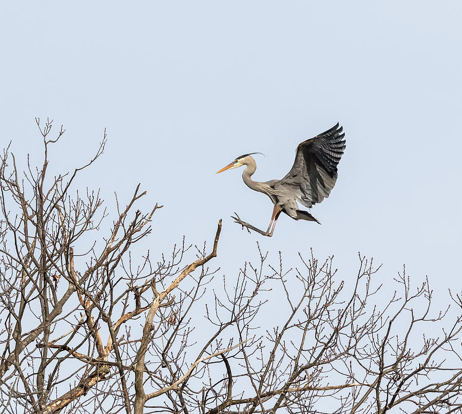 Great Blue Heron 2014-4 Photograph by Thomas Young