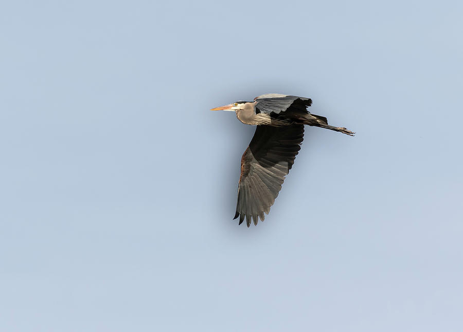 Great Blue Heron 2015-12 Photograph by Thomas Young