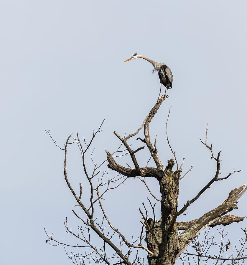 Great Blue Heron 2015-4 Photograph by Thomas Young