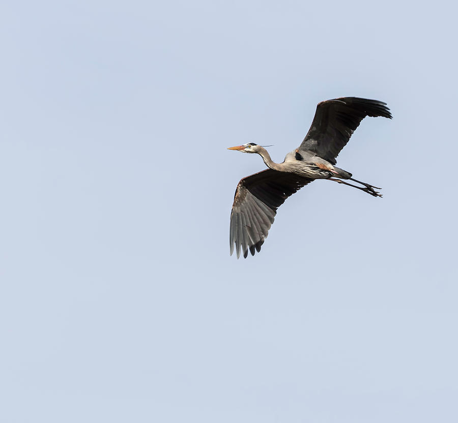 Great Blue Heron 2015-5 Photograph by Thomas Young