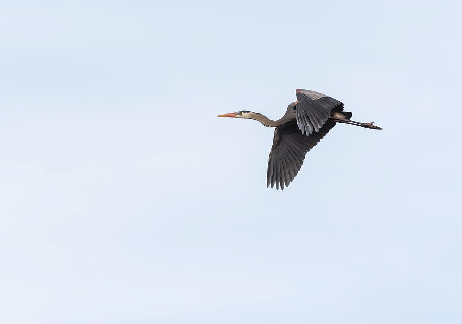 Great Blue Heron 2017-1 Photograph by Thomas Young